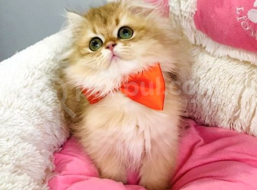 Bu Kalite Yok Scr Li Ebeveynden Golden Brıtısh Longhair görsel