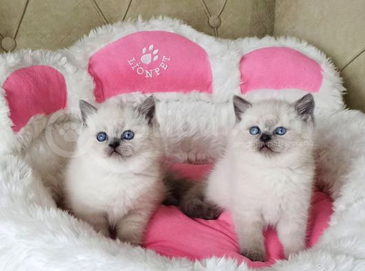 Maviş Bluepoınt Brıtısh Shorthair Bebeklerim