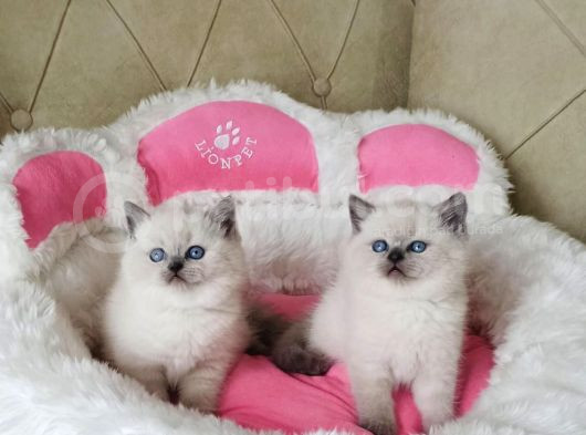 Maviş Bluepoınt Brıtısh Shorthair Bebeklerim görsel