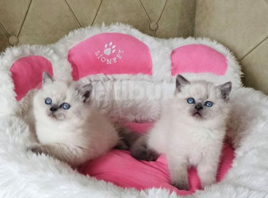 Maviş Bluepoınt Brıtısh Shorthair Bebeklerim görsel