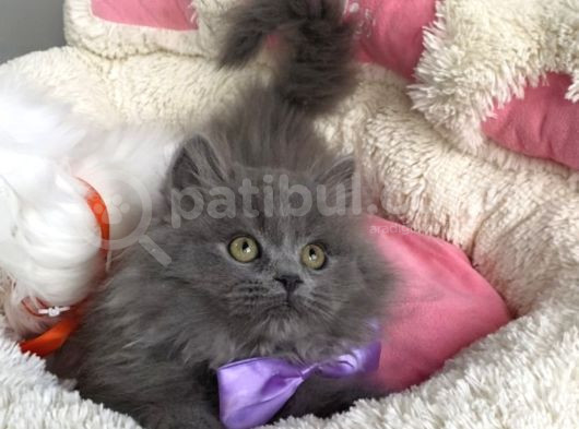 Ayı Suratlı Blue Brıtısh Bebeklerim görsel