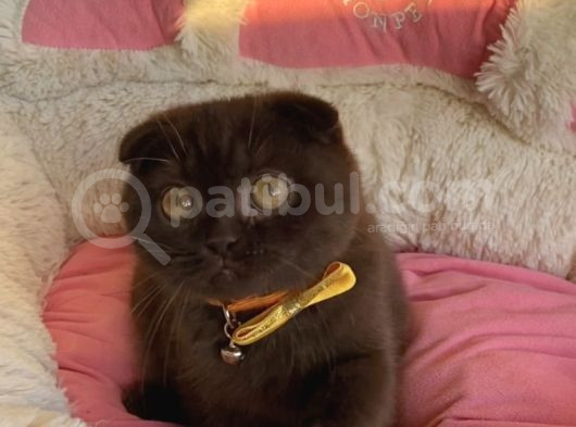 Nadir Ve Özel Bulunan Cinnamon Scotısh Fold görsel