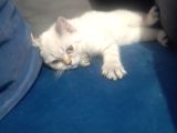 British Shorthair Yavrularımız