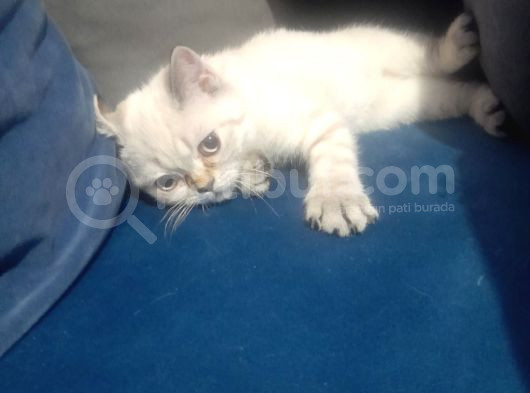 British Shorthair Yavrularımız görsel