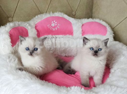 Maviş Bluepoınt Brıtısh Shorthair Bebeklerim görsel