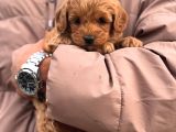 Toy poodle bebek