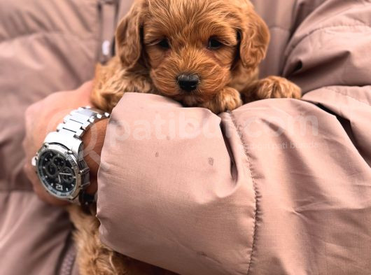 Toy Poodle Bebek