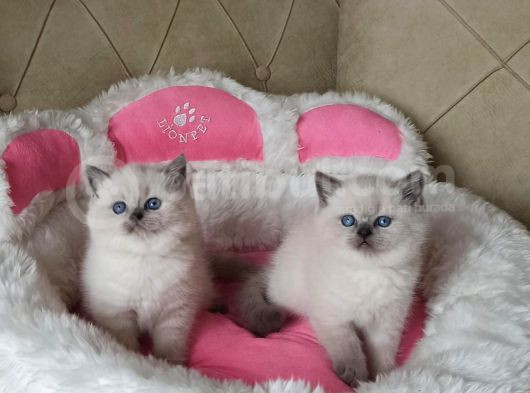 Maviş Bluepoınt Brıtısh Shorthair Bebeklerim görsel