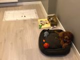 4 Aylık Erkek Kore Toy Poodle