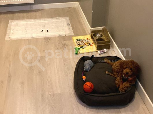 4 Aylık Erkek Kore Toy Poodle görsel