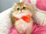 Bu Kalite Yok Scr Li Ebeveynden Golden Brıtısh Longhair