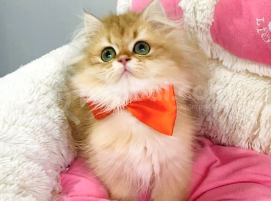 Bu Kalite Yok Scr Li Ebeveynden Golden Brıtısh Longhair görsel