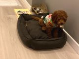 4 Aylık Erkek Kore Toy Poodle