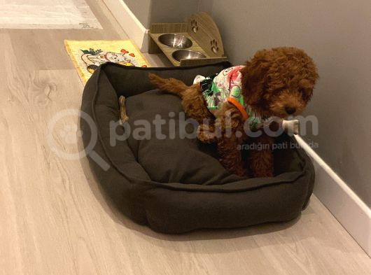 4 Aylık Erkek Kore Toy Poodle görsel