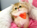Bu Kalite Yok Scr Li Ebeveynden Golden Brıtısh Longhair