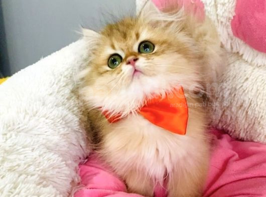 Bu Kalite Yok Scr Li Ebeveynden Golden Brıtısh Longhair görsel
