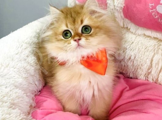 Bu Kalite Yok Scr Li Ebeveynden Golden Brıtısh Longhair