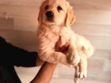 Bebek Yüzlü Golden A Kali̇te Irk