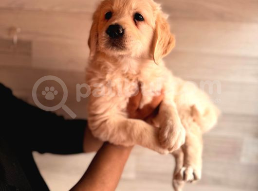 Bebek Yüzlü Golden A Kali̇te Irk görsel