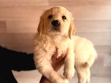 BEBEK YÜZLÜ GOLDEN A KALİTE IRK