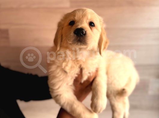 Bebek Yüzlü Golden A Kali̇te Irk