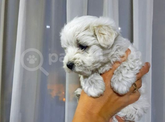Maltese Terrier Erkek Yavru görsel