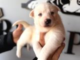 Masmavi Gözleriyle Beyaz Husky Sibirya Kurdu Yavrularımız