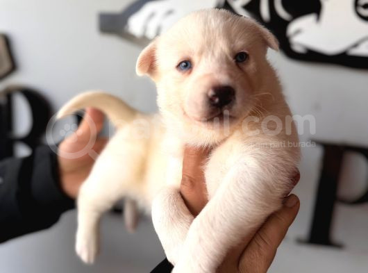Masmavi Gözleriyle Beyaz Husky Sibirya Kurdu Yavrularımız görsel