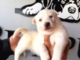 Masmavi Gözleriyle Beyaz Husky Sibirya Kurdu Yavrularımız