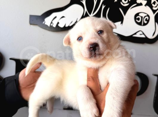 Masmavi Gözleriyle Beyaz Husky Sibirya Kurdu Yavrularımız görsel