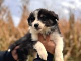 Dunyani̇n En Zeki̇ Irki Border Collie
