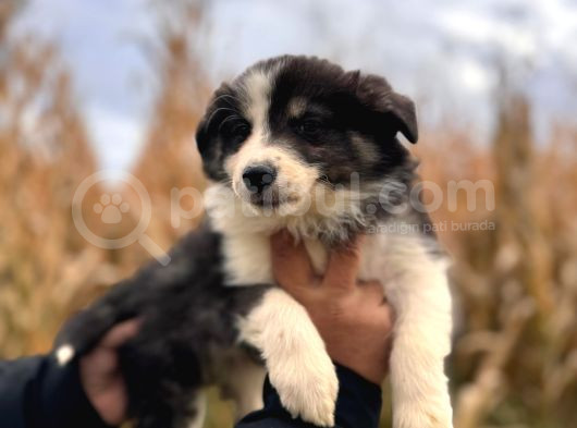 Dunyani̇n En Zeki̇ Irki Border Collie görsel