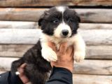 DUNYANİN EN ZEKİ IRKI BORDER COLLIE