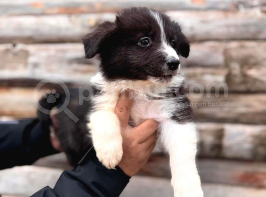 Dunyani̇n En Zeki̇ Irki Border Collie görsel