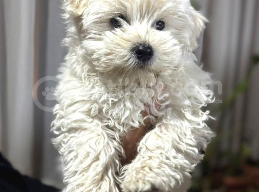 Maltese Terrier Erkek Yavru