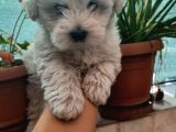 Maltese Terrier Erkek Yavru