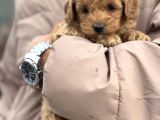 Toy Poodle Bebek