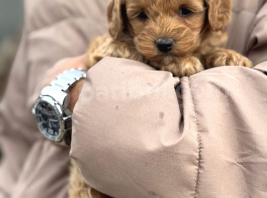 Toy Poodle Bebek görsel