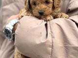 Toy Poodle Bebek
