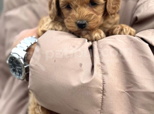 Toy Poodle Bebek görsel