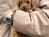 Toy Poodle Bebek