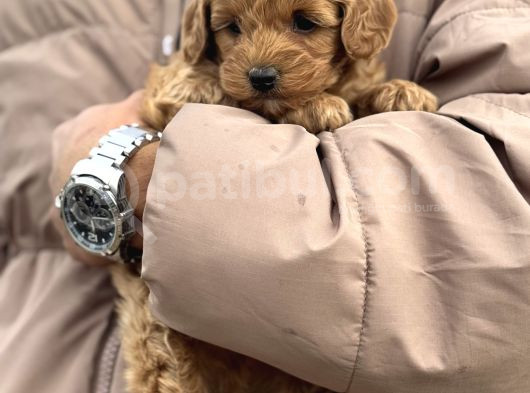 Toy Poodle Bebek görsel