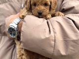 Toy Poodle Bebek