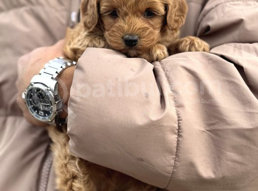 Toy Poodle Bebek görsel