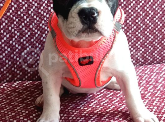 Safkan French Buldog görsel