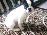 Safkan French Buldog