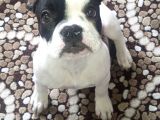 Safkan French Buldog