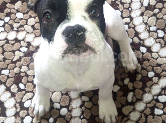 Safkan French Buldog görsel