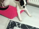 Safkan French Buldog