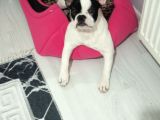 Safkan french buldog